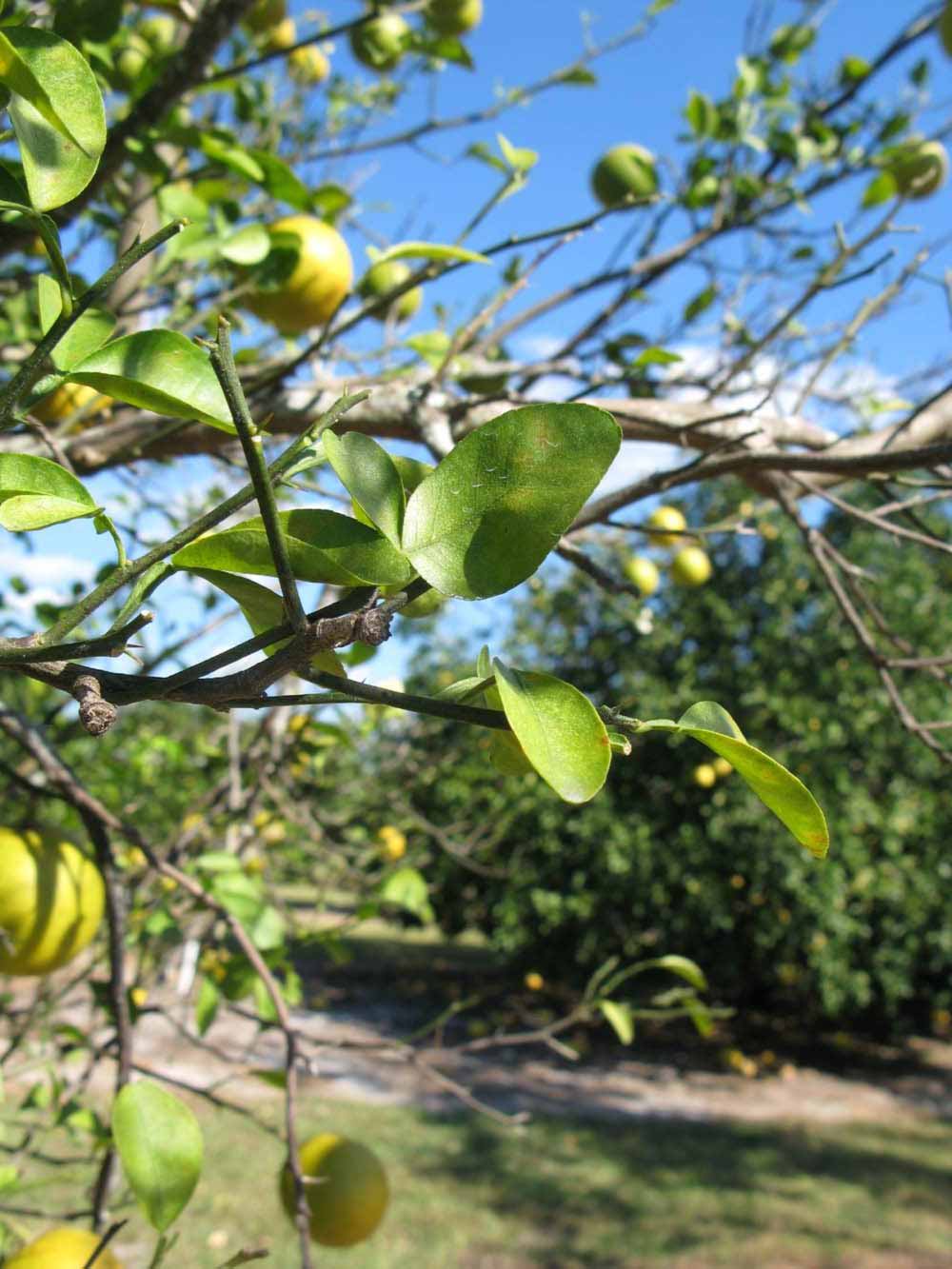            Sun leaves (Winter Haven, FL)   